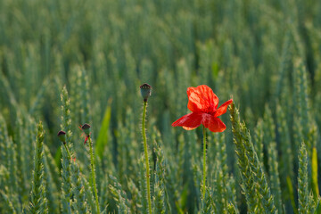 poppy flower in the agricultural field close-up	