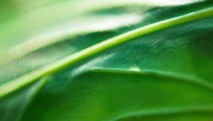 extreme close-up of a vibrant green leaf with textured surface and soft veins, perfect for organic branding, eco product packaging, web design, or botanical print media

