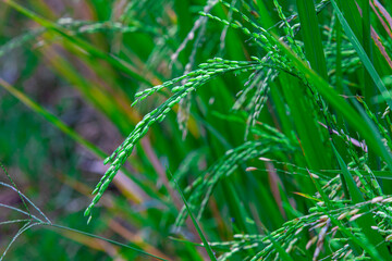 Young rice grains growing on paddy plants (Oryza sativa). Rich in carbohydrates, vitamins, and...