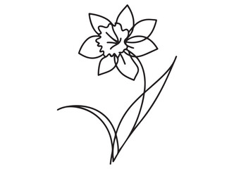 Simple daffodil flower line art botanical illustration design vector