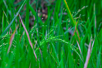Young rice grains growing on paddy plants (Oryza sativa). Rich in carbohydrates, vitamins, and...