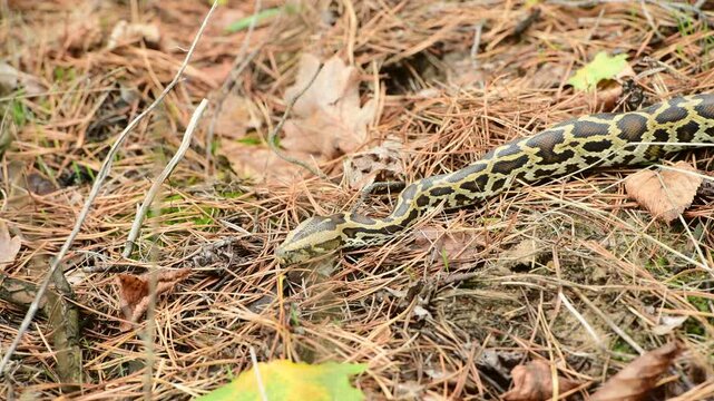 royal python close up with skin texture. snake python on rocks and on ground surface