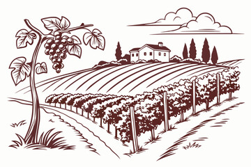 Hand drawn vineyard landscape. Isolated on white background. Vintage style vector illustration