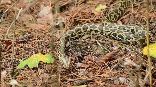 royal python close up with skin texture. snake python on rocks and on ground surface