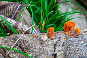 Red wood mushroom (Pycnoporus cinnabarinus) growing on decaying wood. Contains cinnabarin; known for antimicrobial and antioxidant properties. Nature’s healing fungus.