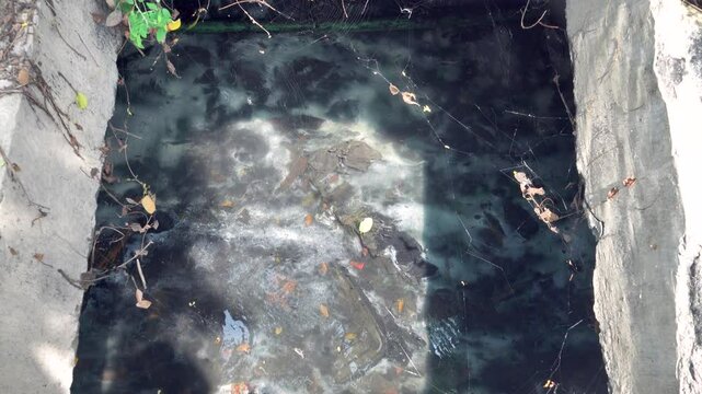 Guppy fish have multiplied en masse in the sedimentation fields of eutrophicated fecal waters where there are many mosquito larvae.