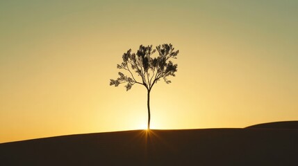 Solitary tree at sunrise