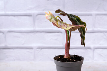 Alocasia amazonica mini in a gray pot against a white brick wall. Growing exotic indoor plants. Copy space