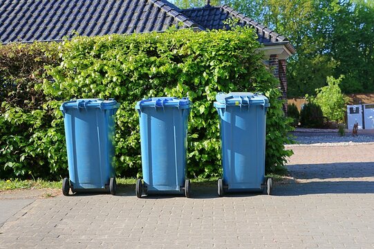 Three full blue bins with paper waste are standing by the hedge at the roadside ready for collection and emptying
