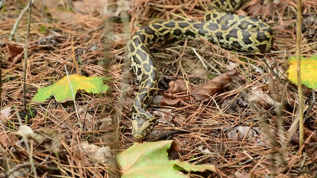royal python close up with skin texture. snake python on rocks and on ground surface