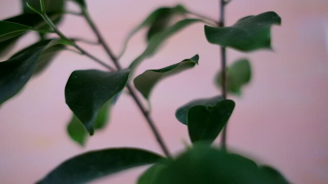 ピンク色が背景のガジュマルの苗の枝葉_24p