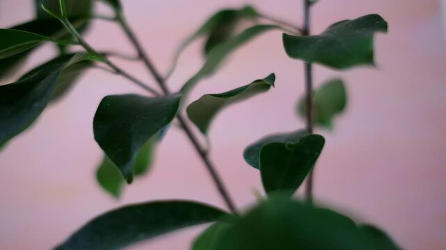 ピンク色が背景のガジュマルの苗の枝葉_30p