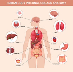 Labeled diagram of human internal organs anatomy vector. Educational illustration showing brain, heart, lungs, stomach, kidneys, liver, and more.
