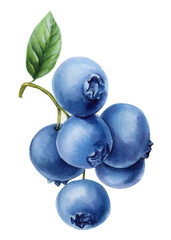 Blueberries isolated white background. Botanical watercolor hand drawn berries. Ripe Berries Handpainted Fruit Clipart
