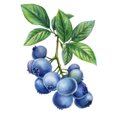 Watercolor Blueberry Branch with Leaves Botanical Ripe Summer Fruit Illustration for Packaging Labels Kitchen and Garden Design