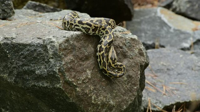 royal python close up with skin texture. snake python on rocks and on ground surface