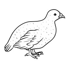 vector line illustration of a quail