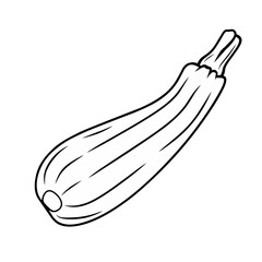 Illustration of zucchini