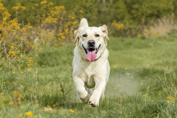 Active Labrador retriever running through a field, tongue hanging out, joyful face


