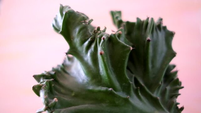 ピンク色が背景の肉付きのいい多肉植物の枝先_24p