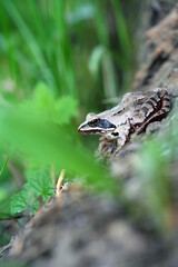 frog in the forest