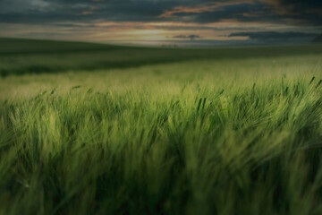 wheat field in the evening