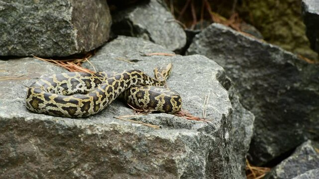 royal python close up with skin texture. snake python on rocks and on ground surface