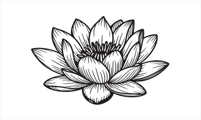 Water lily flower botanical line art illustration
