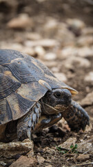 A turtle in the Taurus Mountains in Turkey