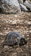 A turtle in the Taurus Mountains in Turkey