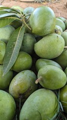 Asian tropical fruit with a background of green mango texture