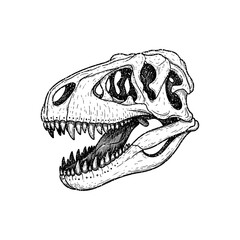 Illustration of a dinosaur skull in vintage stipple engraving style isolated on transparent background