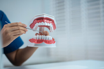 dentist holding tooth model in the morning at the desk.