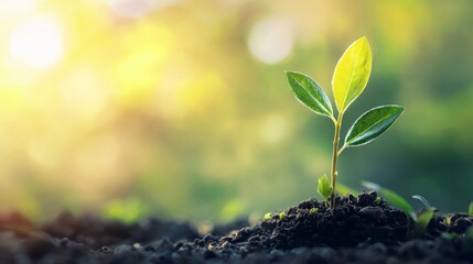 Small green seedling sprouting from moist soil illuminated by soft sunlight in hopeful nature macro