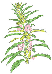 ラフなゴマの花