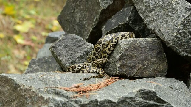 royal python close up with skin texture. snake python on rocks and on ground surface