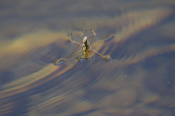 close-up of a water strider, pond skater on the lake, calm water with gerridae from above, brown...