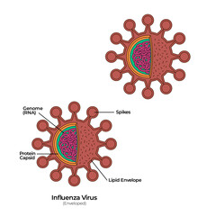 Virus enveloped anatomy of corona virology visualization with spikes