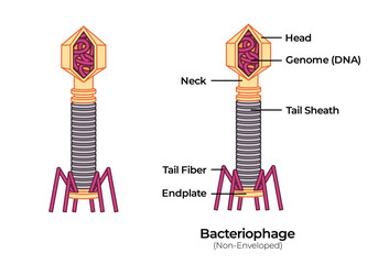 Virus bacteriophage anatomy micro pathogenic virology DNA with head capsid