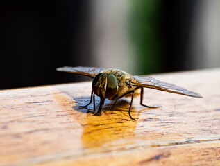 A macro photograph of a horsefly with large green compound eyes sitting on a wooden surface. Transparent wings, proboscis, legs, and reflection on the wood varnish are clearly visible.