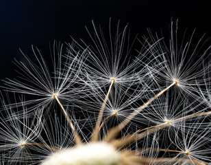 A macro photograph of dandelion seeds with white fluff against a dark background. The parachute structure, fine filaments, and symmetrical arrangement are clearly visible.