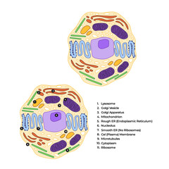 Animal cell anatomy illustration parts mitochondria cellular anatomy diagram
