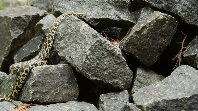 royal python close up with skin texture. snake python on rocks and on ground surface
