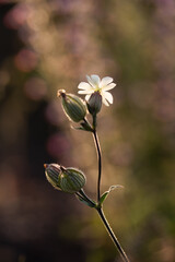 Bniec biały na łące, tło kwiatowe.  © Elżbieta Kaps