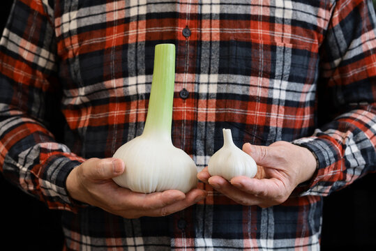 Comparing the size of elephant garlic to regular garlic, placed on the palm of the hands.
