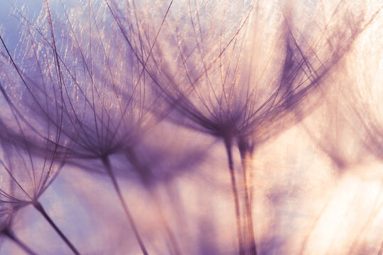 Fototapeta Dmuchawiec w ciepłym świetle w odcieniach fioletu, tło dekoracja.