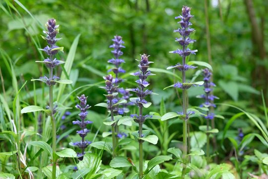 Ajuga reptans, commonly known as bugleweed or carpet bugle on meadow
