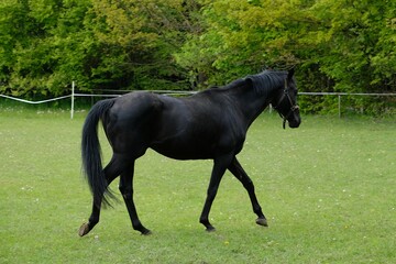 Beautiful black Thoroughbred horse running in the meadow
