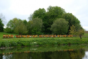 Obraz premium Long row of beehives standing around pond.