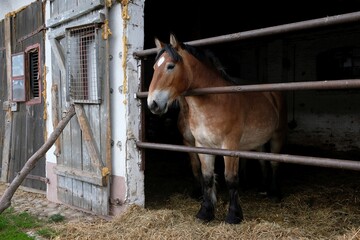 Two brown horses in stable with open doors on farm.